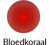 Bloedkoraal Bloedkoraal
